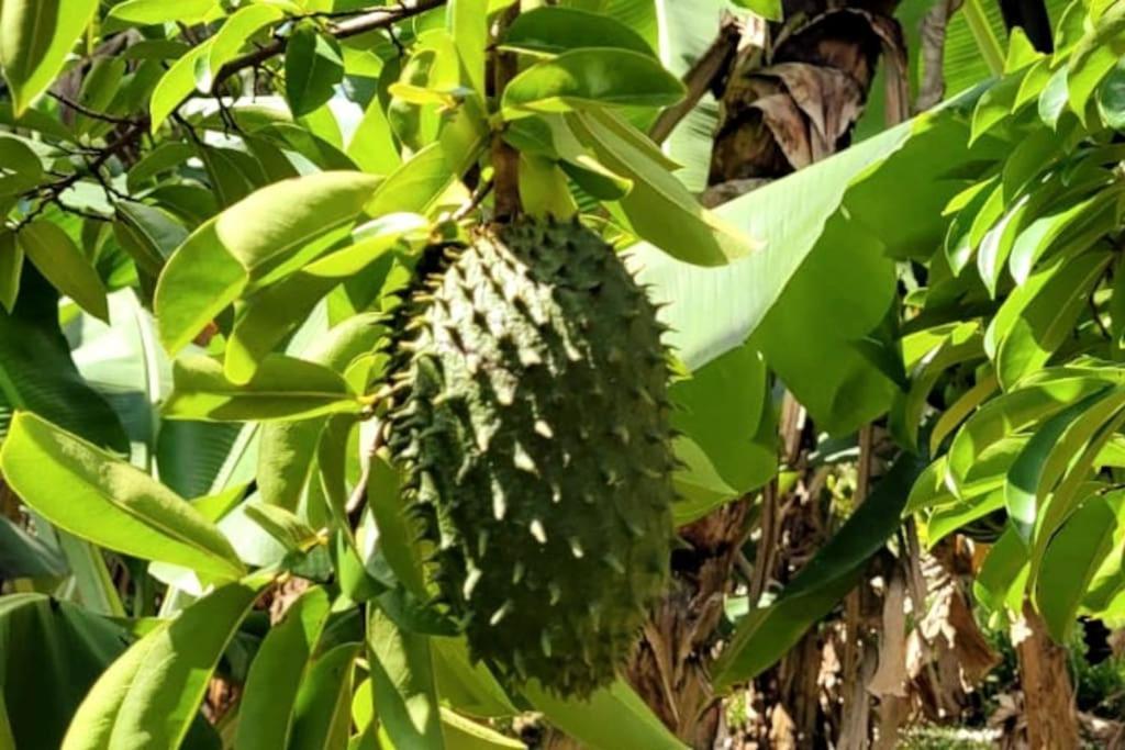 Appartamento Ti Coin Jardin La Paix Esterno foto